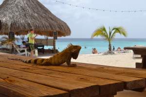 Wahrheit über Curaçao | truth about Curacao