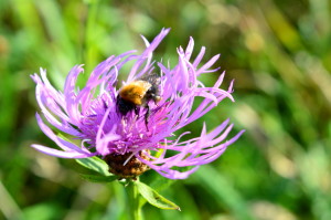 Biking Amsterdamse Bos in Autumn