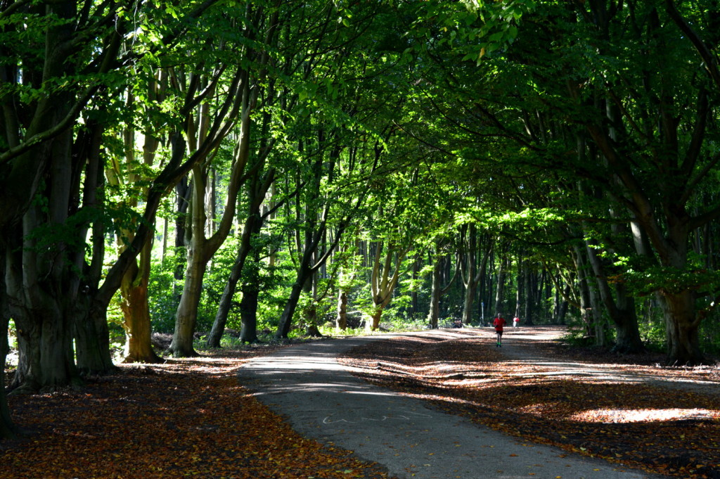 Biking Amsterdamse Bos in Autumn