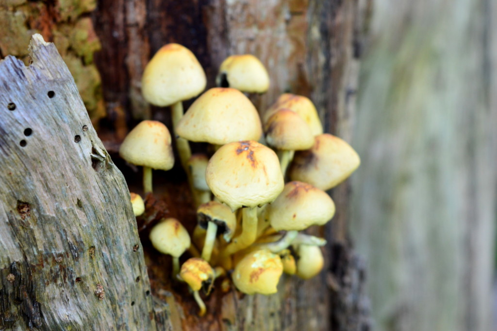 Biking Amsterdamse Bos in Autumn