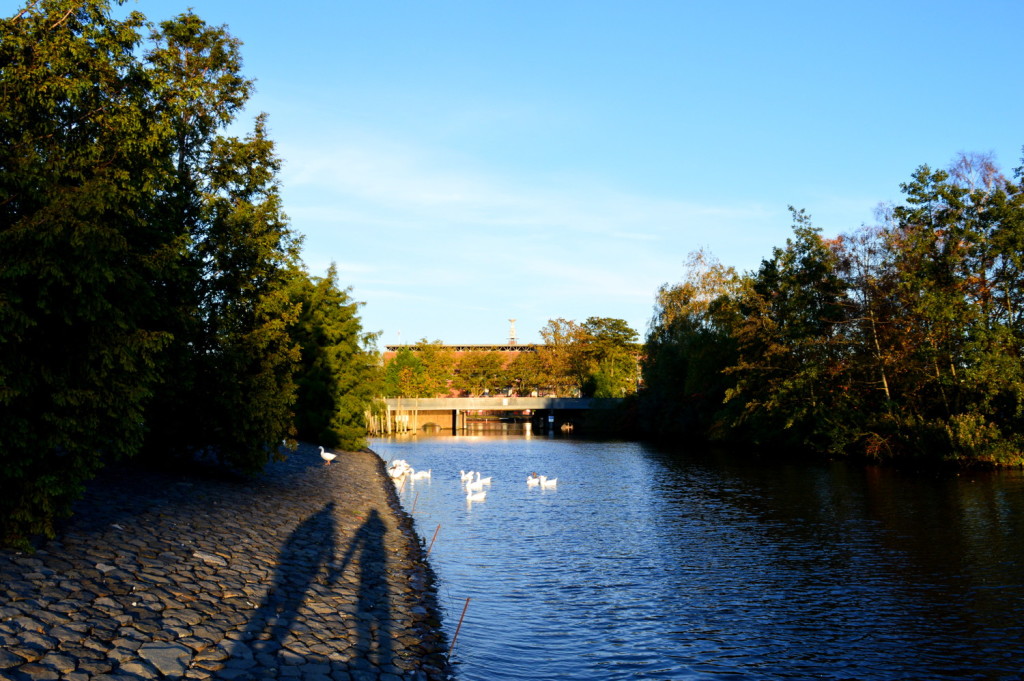 Biking Amsterdamse Bos in Autumn
