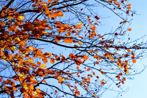 Autumn City Moments Rotterdam