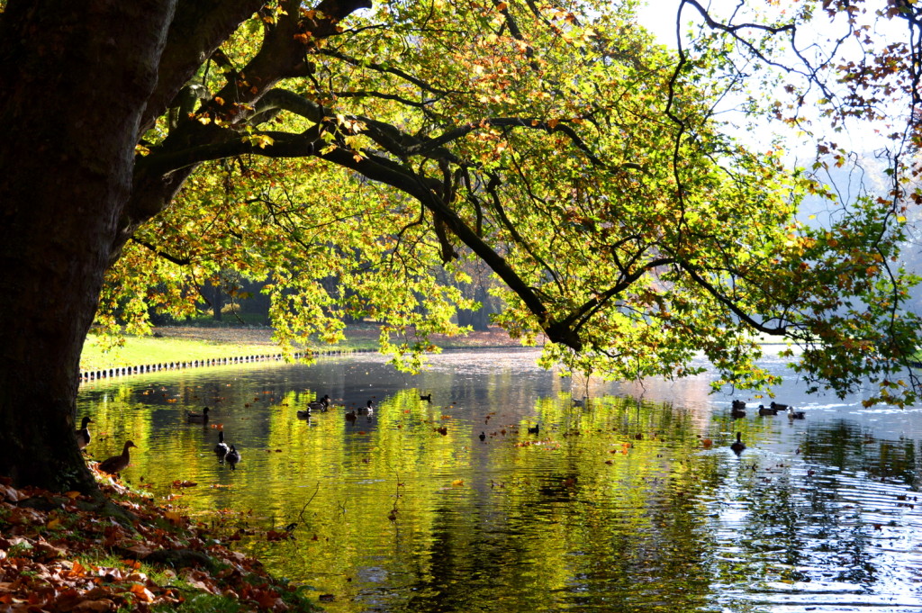 Autumn City Moments Rotterdam