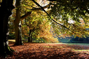 Autumn City Moments Rotterdam