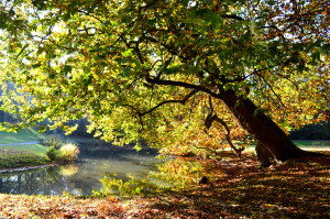 Autumn City Moments Rotterdam