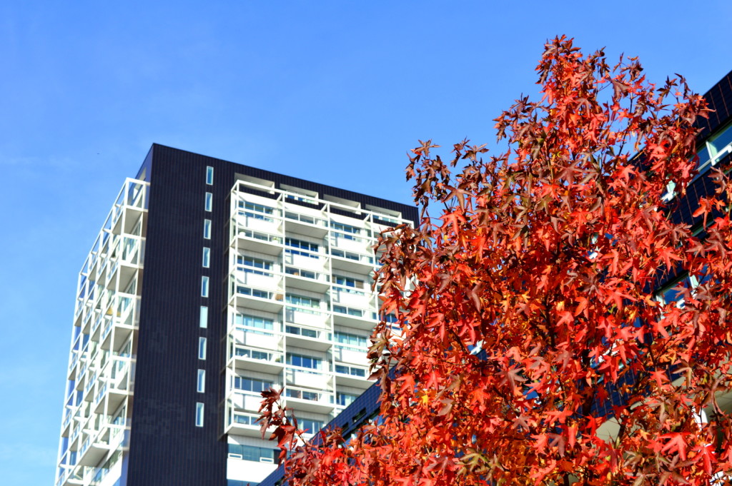 Autumn City Moments Rotterdam