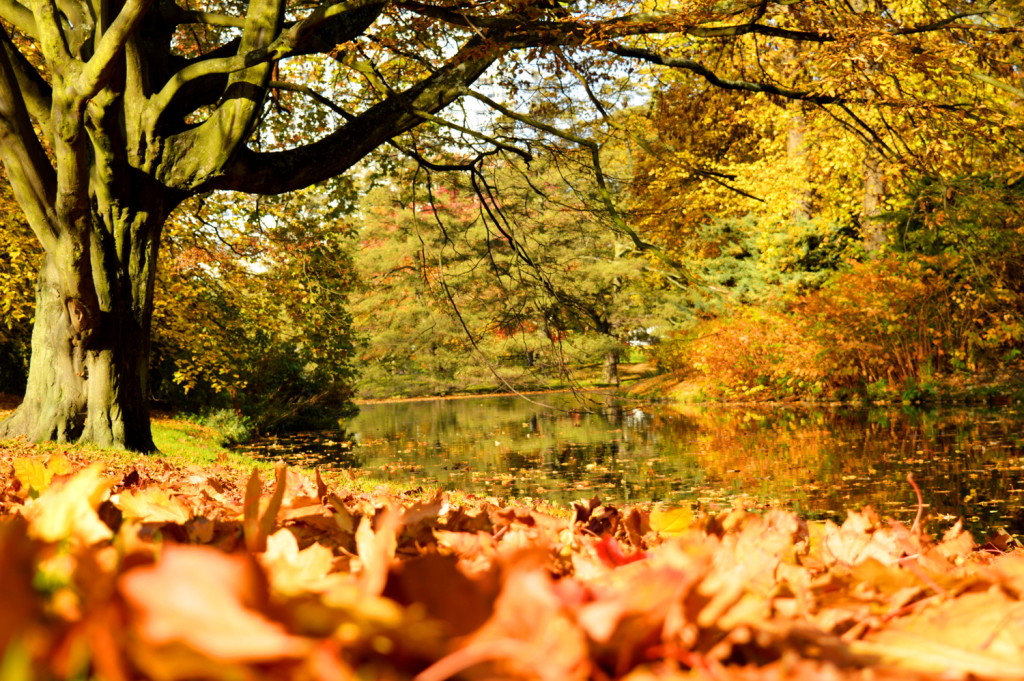 Autumn City Moments Rotterdam