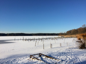 Spree Forest in Brandenburg
