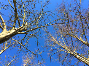Spree Forest in Brandenburg