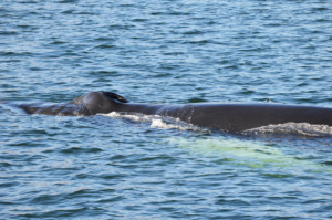 Gay Travel Roadtrip North Iceland