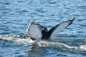 Gay Travel Roadtrip North Iceland