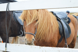 Gay Travel Roadtrip North Iceland